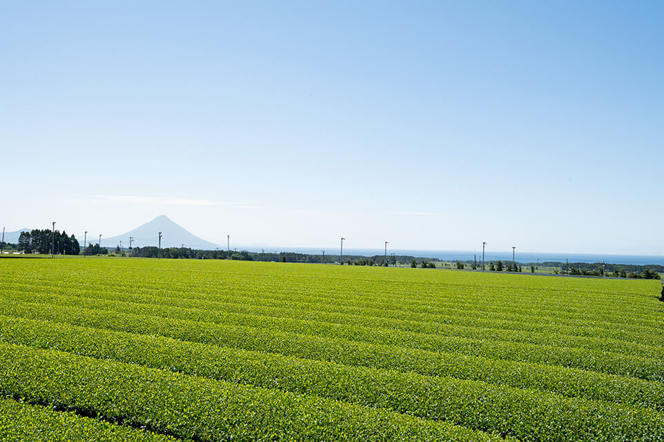 開聞岳を眺める枕崎市の茶畑