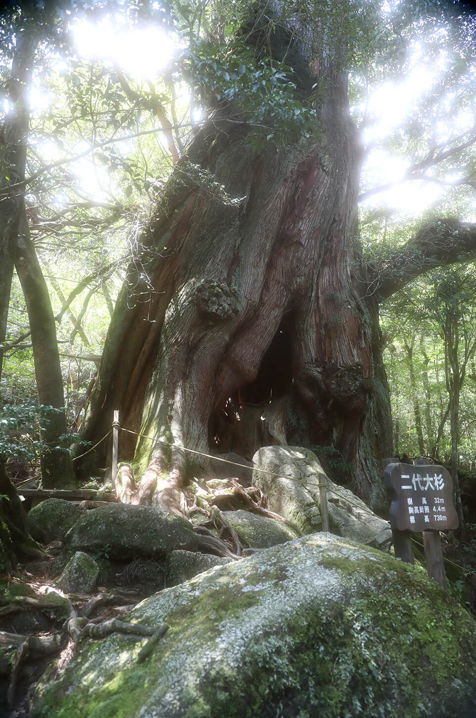 白谷雲水峡二代大杉